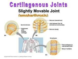 Slightly Movable Joint  (ampharthrosis) Cartilagenous Joints 