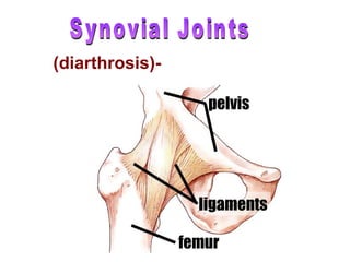 Synovial Joints (diarthrosis)-  freely moveable femur ligaments pelvis 