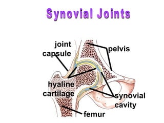 Synovial Joints femur pelvis hyaline cartilage synovial cavity joint capsule 