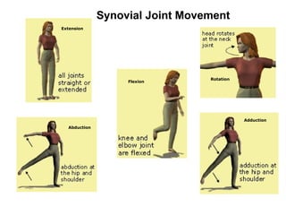Abduction Extension Rotation Flexion Adduction Synovial Joint Movement 