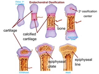 cartilage calcified cartilage bone epiphyseal plate epiphyseal line Endochondral Ossification 2 o  ossification center Fetus: 1 st  2 months Adult Childhood Just before birth 