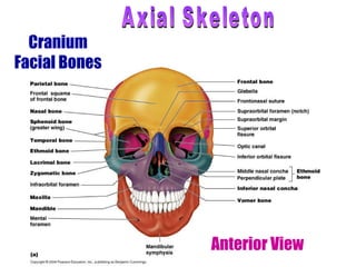 Cranium Facial Bones Anterior View Axial Skeleton 
