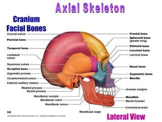 Cranium Facial Bones Lateral View Axial Skeleton 