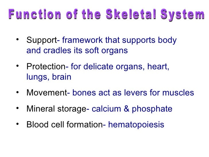 function of the skeletal system Bone marrow function red marrow in adults, red marrow is confined mostly to skeletal system bones of the skull, pelvis, spine, ribs, sternum, shoulder blades . function of the skeletal system Bone marrow function red marrow in adults, red marrow is confined mostly to skeletal system bones of the skull, pelvis, spine, ribs, sternum, shoulder blades .