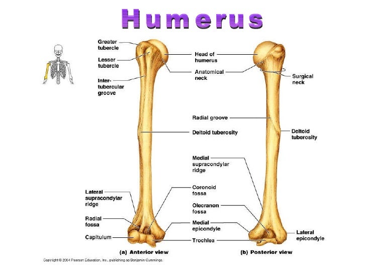 Human skeletal system