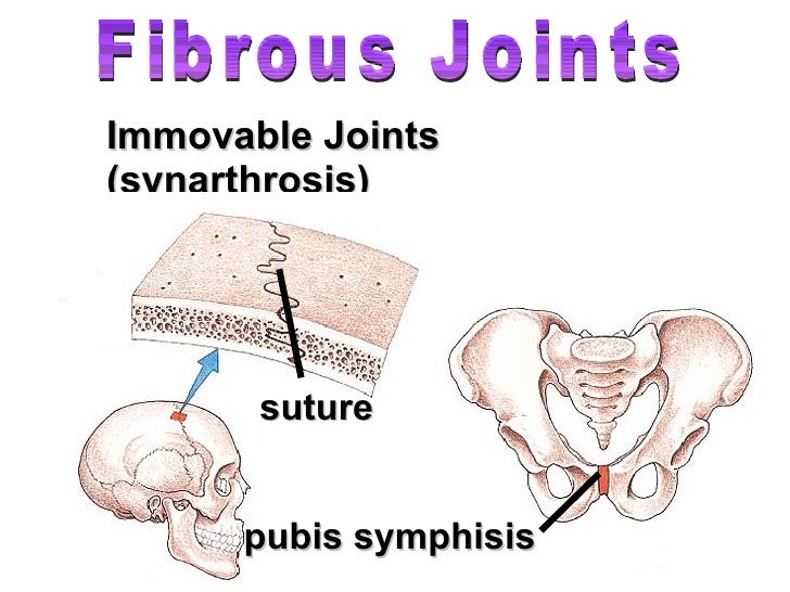 Human skeletal system Movement and