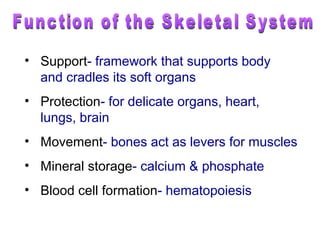 skeletal system | PPT