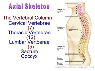 Cervical Vertebrae
(7)
Thoracic Vertebrae
(12)
Lumbar Vertberae
(5)
Sacrum
Coccyx
The Vertebral Column
 
