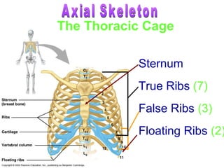 Sternum
True Ribs (7)
False Ribs (3)
Floating Ribs (2)
The Thoracic Cage
 