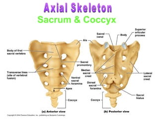 Sacrum & Coccyx
 