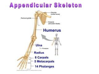 Humerus
Ulna
Radius
8 Carpals
14 Phalanges
5 Metacarpals
 