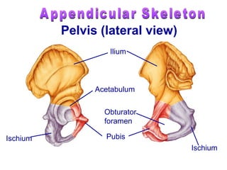 Ischium
Ilium
Acetabulum
Pubis
Ischium
Obturator
foramen
Pelvis (lateral view)
 