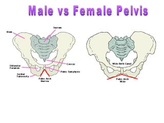 Male Pelvic Girdle Female Pelvic Girdle
 