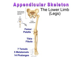 Patella
The Lower Limb
(Legs)
Femur
Tibia
Fibula
5 Metatarsals
14 Phalanges
7 Tarsals
 