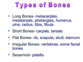 • Long Bones- metacarples,
metatarsals, phelangies, humerus,
ulna, radius, tibia, fibula
• Short Bones- carpals, tarsals
• Flat Bones- rib, scapula, skull, sternum
• Irregular Bones- vertebrae, some facial
bones
• Sesamoid- patella
 