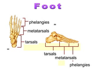 metatarsals
phelangies
tarsals
metatarsals
phelangies
tarsals
 