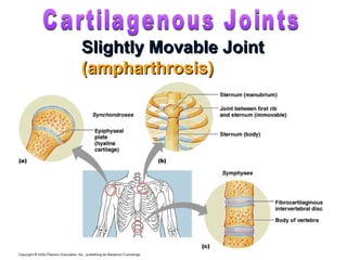 Slightly Movable JointSlightly Movable Joint
(ampharthrosis)(ampharthrosis)
 