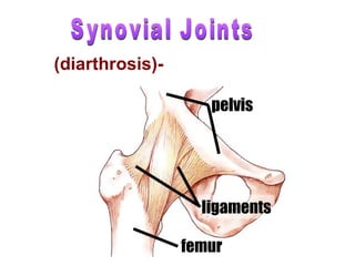 femur
ligaments
pelvis
(diarthrosis)- freely moveable
 