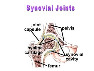 femur
pelvis
hyaline
cartilage synovial
cavity
joint
capsule
 