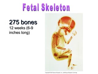 275 bones275 bones
12 weeks (6-912 weeks (6-9
inches long)inches long)
 