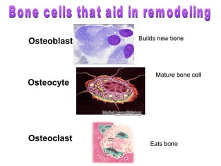Osteoblast
Osteocyte
Osteoclast
Eats bone
Builds new bone
Mature bone cell
 