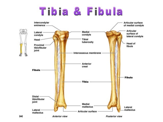 skeletal system