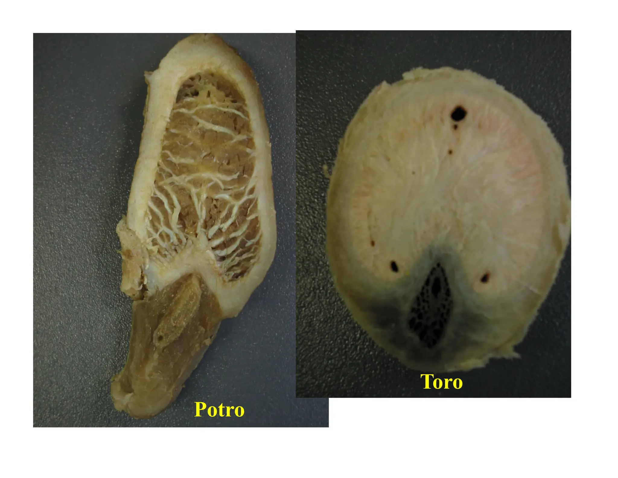 Sistema Urogenital Equinos y Rumiantes pdf | PDF | Veterinary Medicine ...