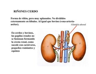 Sistema Urogenital Equinos y Rumiantes pdf | PDF