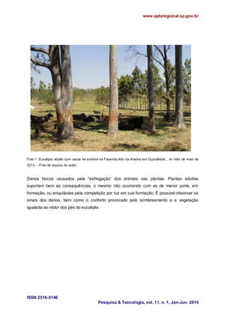 www.aptaregional.sp.gov.br
ISSN 2316-5146
Pesquisa & Tecnologia, vol. 11, n. 1, Jan-Jun 2014
Foto 1: Eucalipto adulto com vacas na sombra na Fazenda Alto da Araúna em Guzolândia , no mês de maio de
2013. – Foto de arquivo do autor.
Danos físicos causados pela ”esfregação” dos animais nas plantas. Plantas adultas
suportam bem as consequências, o mesmo não ocorrendo com as de menor porte, em
formação, ou aniquiladas pela competição por luz em sua formação. É possível observar os
sinais dos danos, bem como o conforto provocado pelo sombreamento e a vegetação
igualada ao redor dos pés do eucalipto.
 