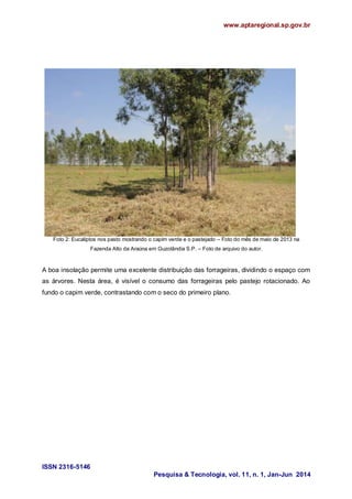 www.aptaregional.sp.gov.br
ISSN 2316-5146
Pesquisa & Tecnologia, vol. 11, n. 1, Jan-Jun 2014
Foto 2: Eucaliptos nos pasto mostrando o capim verde e o pastejado – Foto do mês de maio de 2013 na
Fazenda Alto da Araúna em Guzolândia S.P. – Foto de arquivo do autor.
A boa insolação permite uma excelente distribuição das forrageiras, dividindo o espaço com
as árvores. Nesta área, é visível o consumo das forrageiras pelo pastejo rotacionado. Ao
fundo o capim verde, contrastando com o seco do primeiro plano.
 