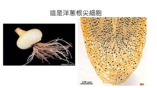 這是洋蔥根尖細胞
 