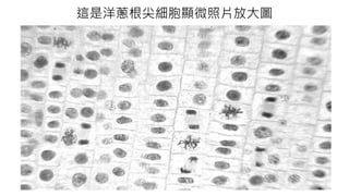 這是洋蔥根尖細胞顯微照片放大圖
 