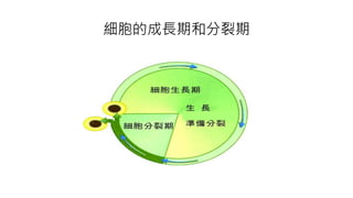 細胞的成長期和分裂期
 