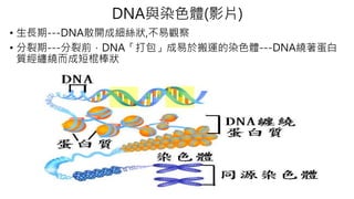 DNA與染色體(影片)
• 生長期---DNA散開成細絲狀,不易觀察
• 分裂期---分裂前，DNA「打包」成易於搬運的染色體---DNA繞著蛋白
質經纏繞而成短棍棒狀
 