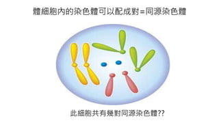 體細胞內的染色體可以配成對=同源染色體
此細胞共有幾對同源染色體??
 