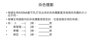 染色體數
• 每個生物的DNA量不同,打包出來的染色體數量及每個染色體的大小
也不同。
• 每種生物細胞內的染色體數是固定的、也是這個生物的特徵：
• 如： 人 ---( )條、 _________對
• 黑猩猩---( )條、 _________對
• 果蠅 ---( )條、 _________對
• 豌豆 ---( )條、 _________對
 