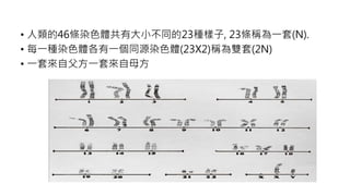 • 人類的46條染色體共有大小不同的23種樣子, 23條稱為一套(N).
• 每一種染色體各有一個同源染色體(23X2)稱為雙套(2N)
• 一套來自父方一套來自母方
 