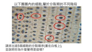 以下圈圈內的細胞,屬於分裂期的不同階段
請排出這5個細胞的分裂順序(畫在白板上),
並說明你為什麼覺得是這樣?
 
