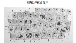 細胞分裂過程※
 