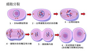 細胞分裂
 