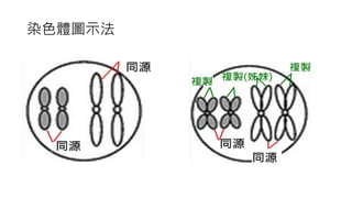 染色體圖示法
 
