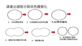請畫出細胞分裂染色體變化
 