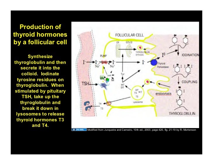 01.26.09: Histology of the Endocrine System