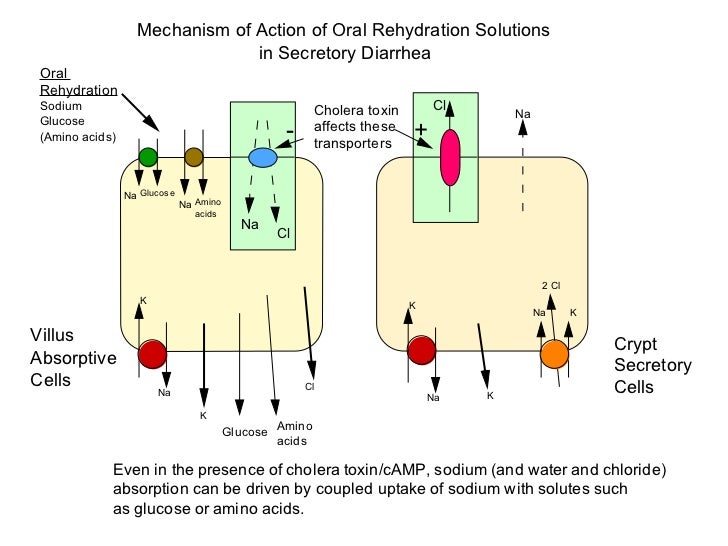 01.26.12 Diarrhea and Malabsorption