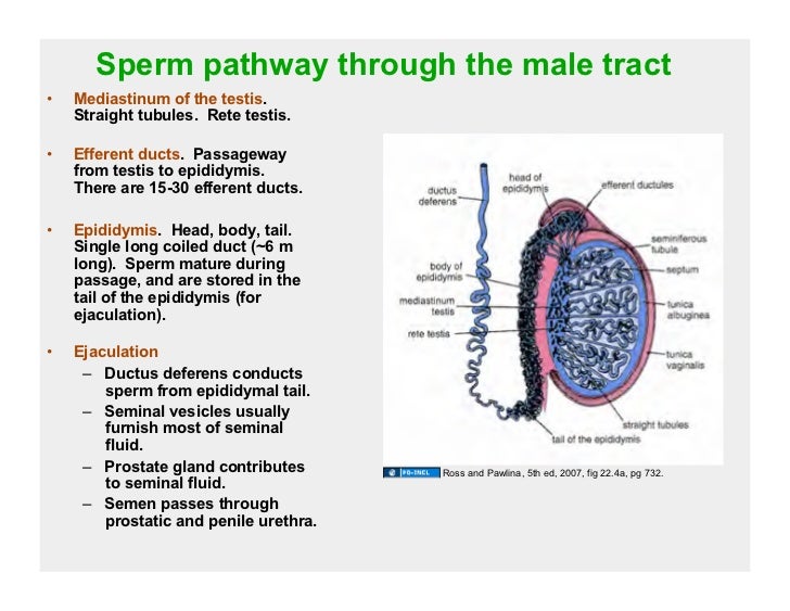 sperm journey in order for the male reproductive system