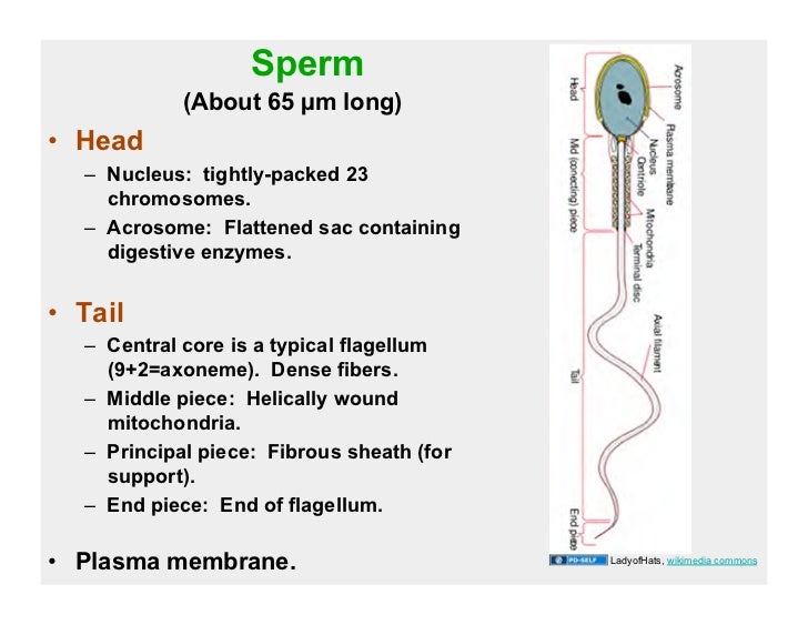 Sperm cell diagram with labels