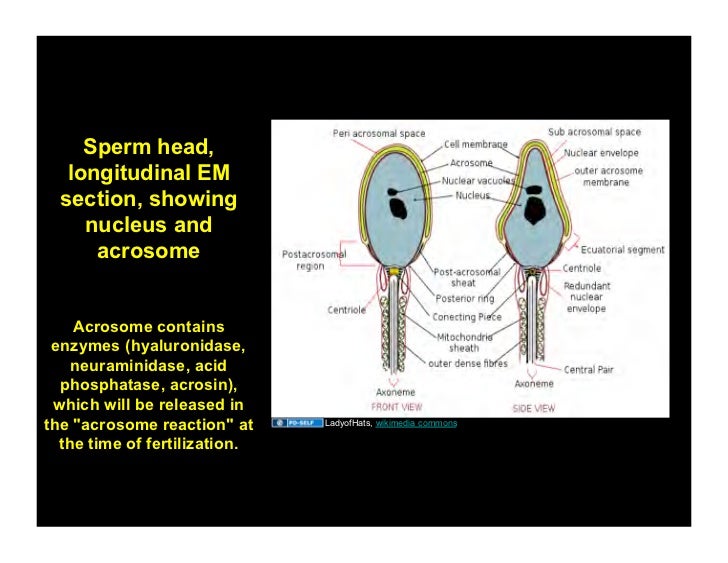 01.28.09(b) Histology of the Male Reproductive System