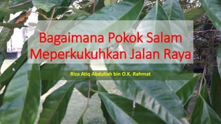 Bagaimana Pokok Salam
Meperkukuhkan Jalan Raya
Riza Atiq Abdullah bin O.K. Rahmat
 