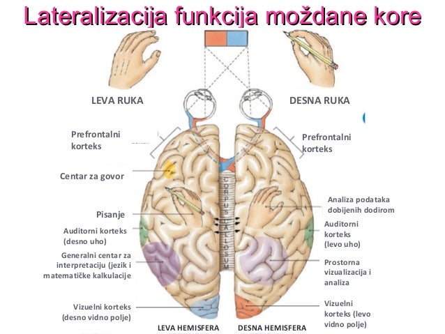 Lateralizacija funkcija moždane koreLateralizacija funkcija moždane kore
LEVA RUKA DESNA RUKA
Prefrontalni
korteks
Prefron...