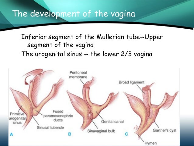 Vagina Development Pictures 19